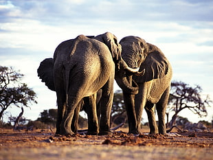 two gray elephants near tree under cloudy sky HD wallpaper